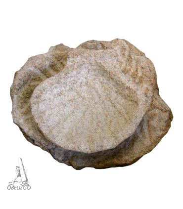 VIEIRA BOCA ARRIBA CON BASE